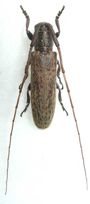 カスリドウボソカミキリ