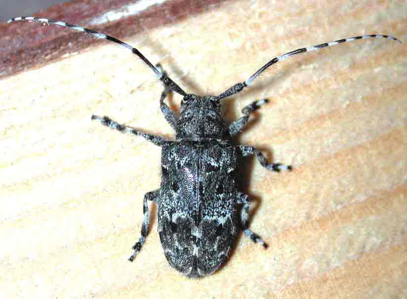 カタシロゴマフカミキリ