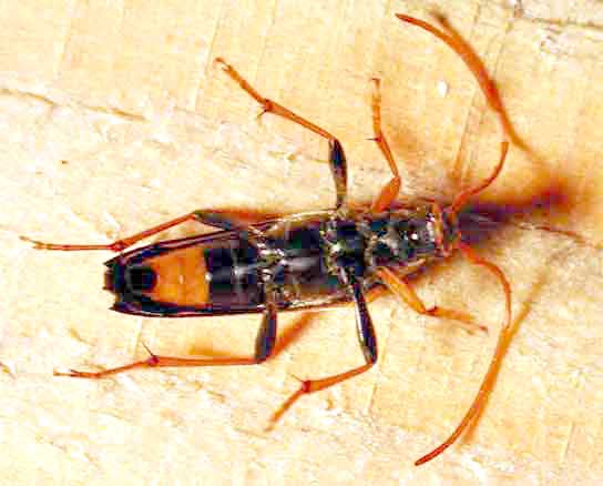 カタキハナカミキリ