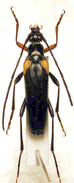 カタキハナカミキリ