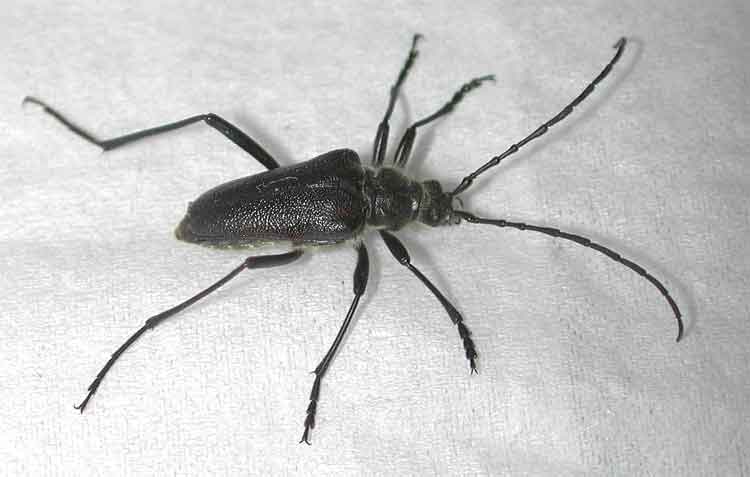 カタキカタビロハナカミキリ