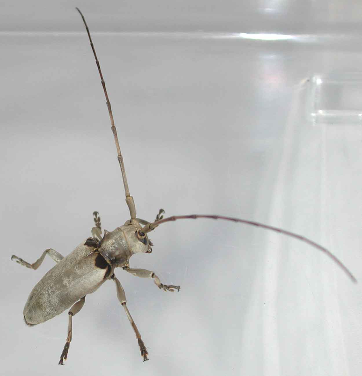 カタモンビロウドカミキリ