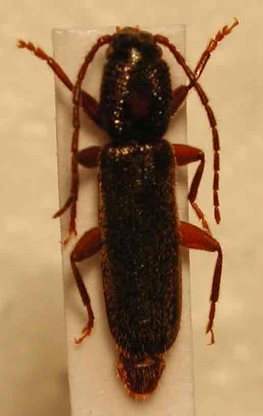 ケブカヒラタカミキリ