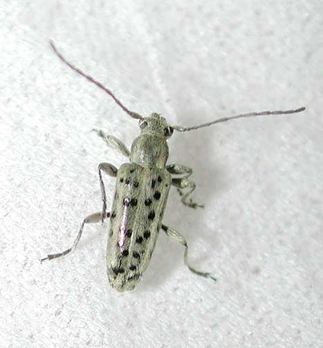 ケブカマルクビカミキリ