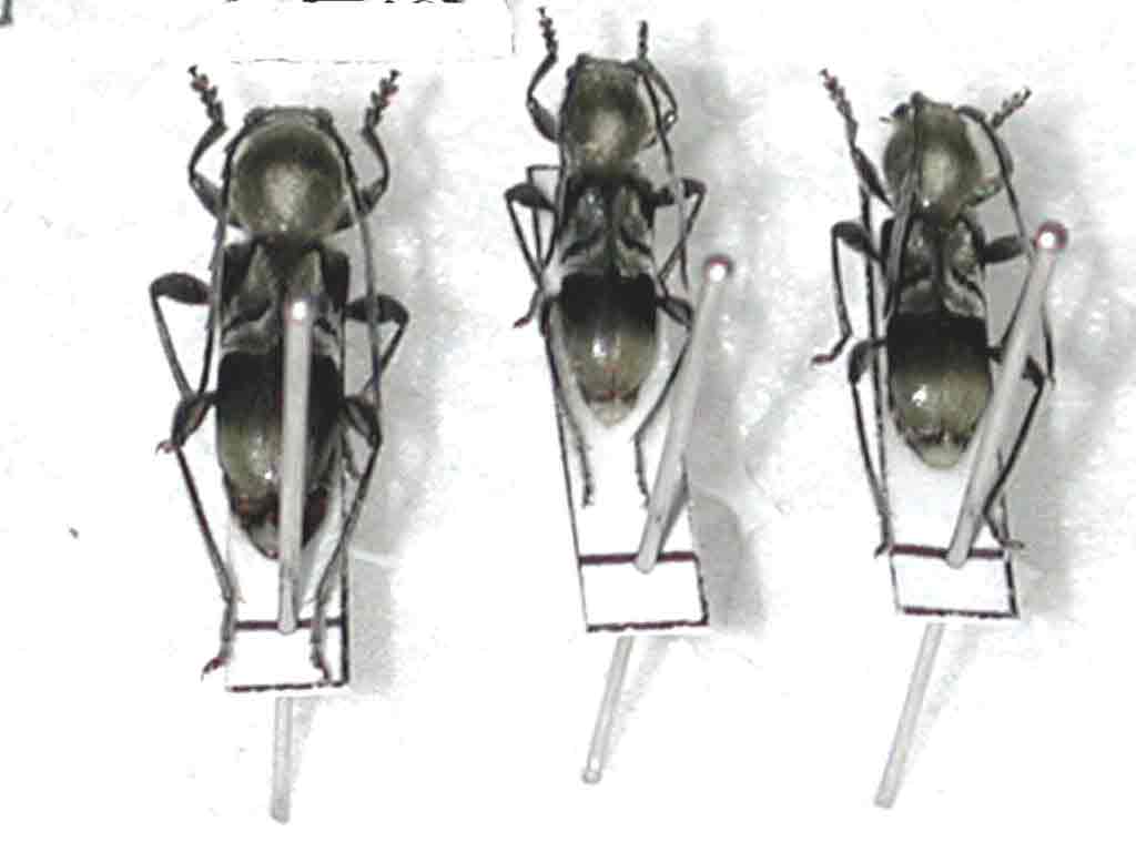ケブカトラカミキリ
