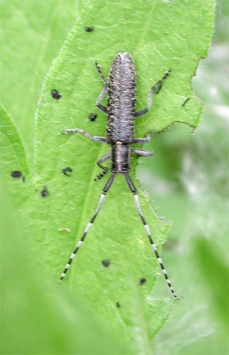 ケマダラカミキリ