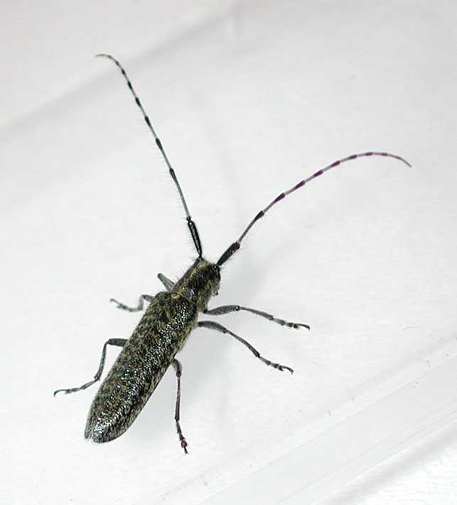 ケマダラカミキリ