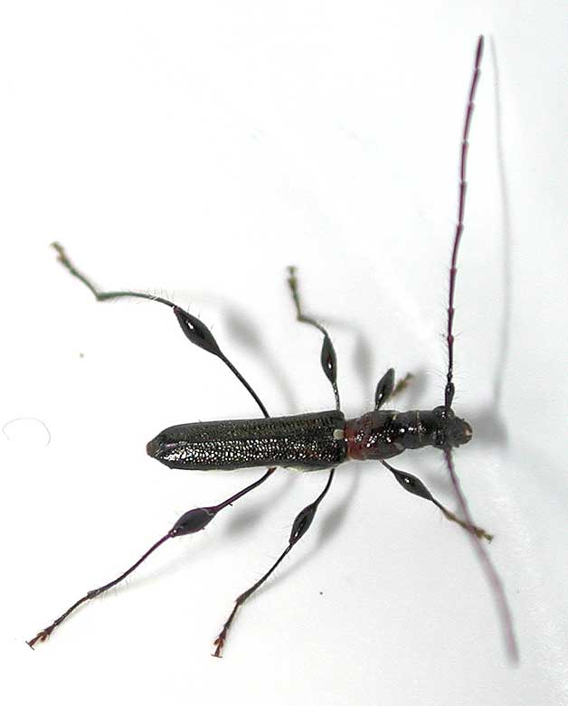 ケナガカミキリ