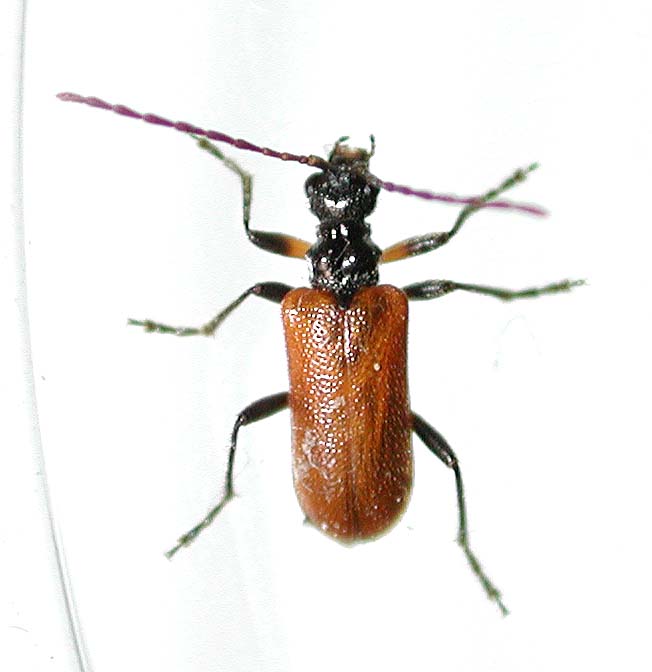 キバネニセハムシカミキリ