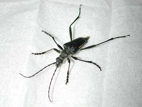 キベリカタビロハナカミキリ