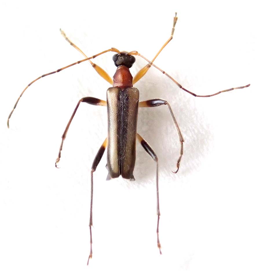 キベリクロヒメハナカミキリ