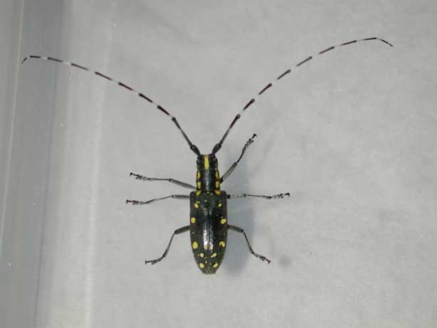 キボシカミキリ