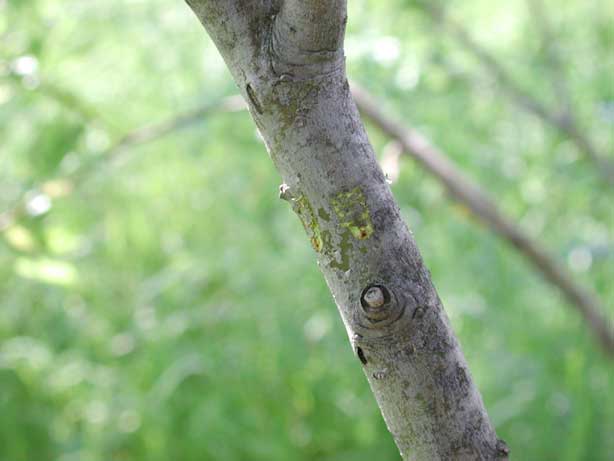 キボシマダラカミキリ