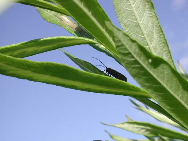 キボシマダラカミキリ