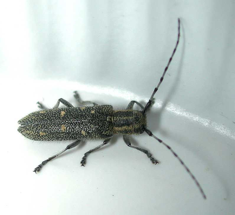 キボシマダラカミキリ