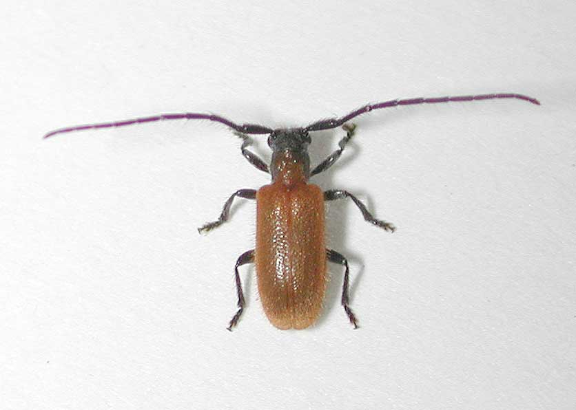 キイロアラゲカミキリ