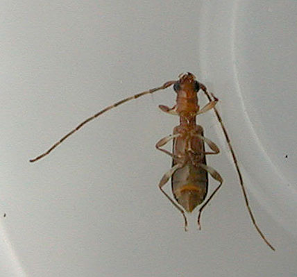 キイロメダカカミキリ