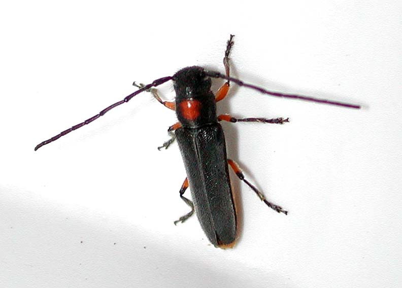 キクスイカミキリ