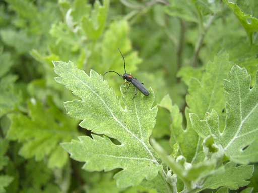 キクスイカミキリ