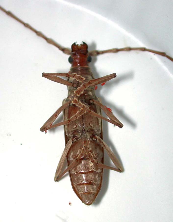 キマダラミヤマカミキリ