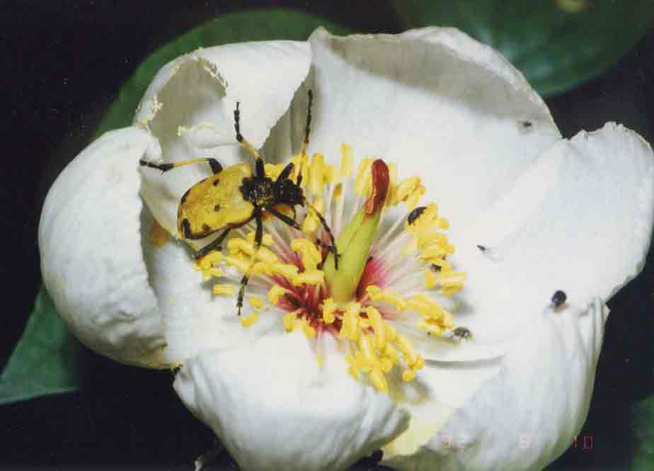 フタスジカタビロハナカミキリ