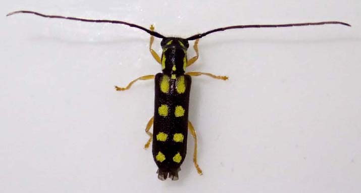 キモンカミキリ