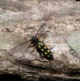 キモンカミキリ