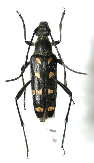 キモンハナカミキリ