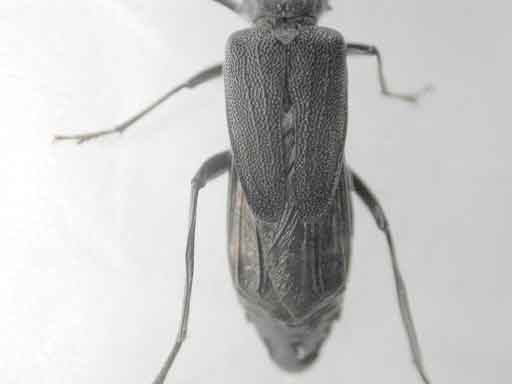 コバネカミキリ