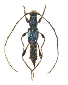 コバルトヒゲナガコバネカミキリ