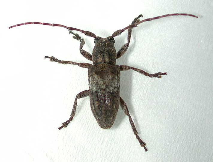 コブバネサビカミキリ