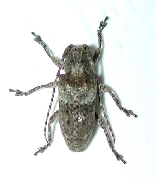 コブバネサビカミキリ