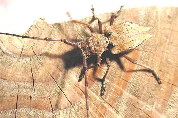 コブヤハズカミキリ