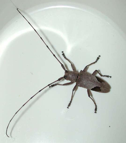 コゲチャフタモンヒゲナガカミキリ