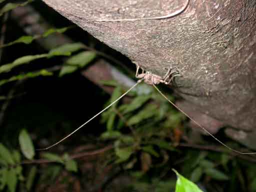 コゲチャフタモンヒゲナガカミキリ