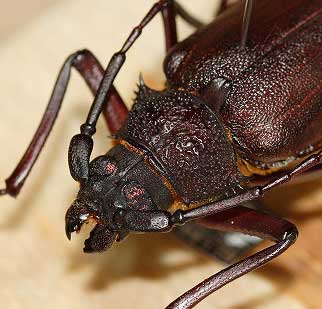 コゲチャトゲフチオオウスバカミキリ