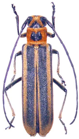 コジマベニスジカミキリ