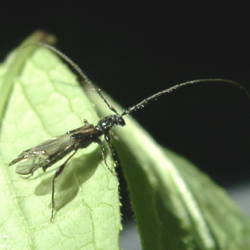 コジマヒゲナガコバネカミキリ