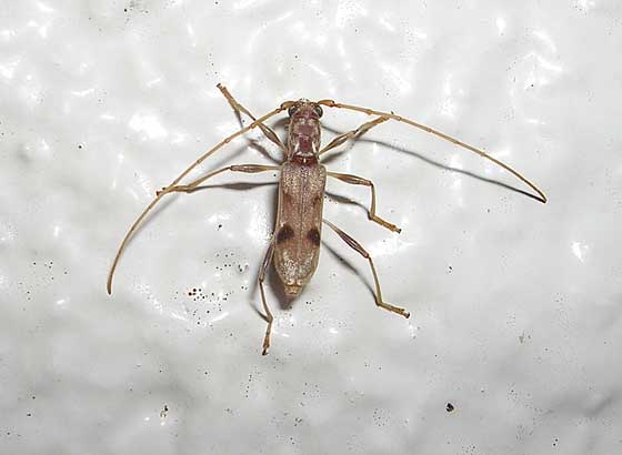 コジマクロオビヒメカミキリ