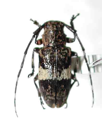 コウノゴマフカミキリ