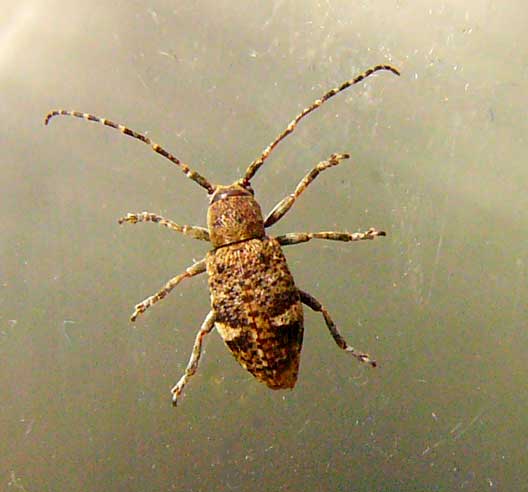 コシキハネナシサビカミキリ