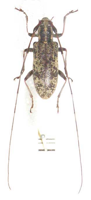 コシキジマセミスジコブヒゲカミキリ