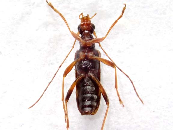 コトヒメハナカミキリ