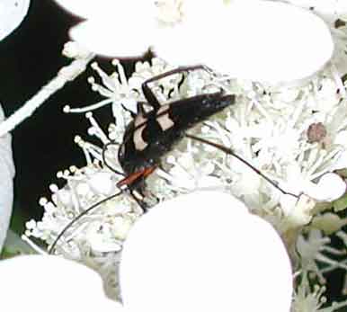 コウヤホソハナカミキリ