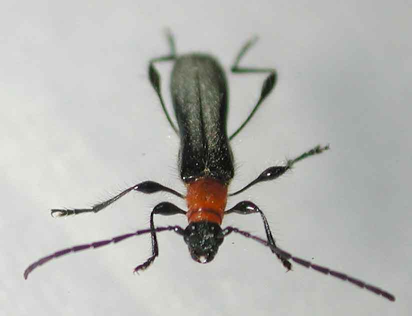 クビアカモモブトホソカミキリ