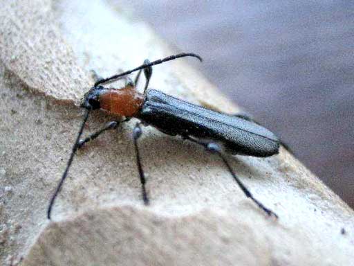 クビアカモモブトホソカミキリ