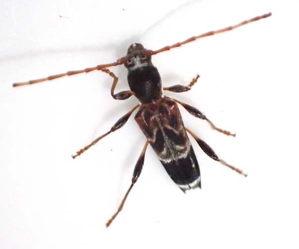 クマゲアラカワシロヘリトラカミキリ