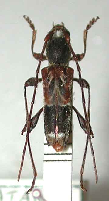 クマゲアラカワシロヘリトラカミキリ