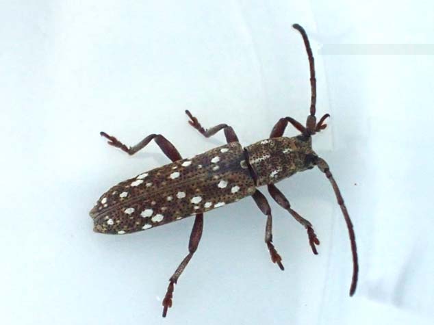 クマゲカノコサビカミキリ