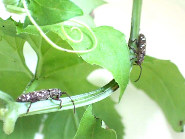 クマゲカノコサビカミキリ